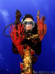 This came off the wreck Halliburton in Roatan. I thought ... by Zaid Fadul 